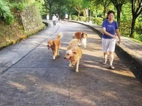 九成业主同意社区“禁犬”，民意之上更要合乎法度